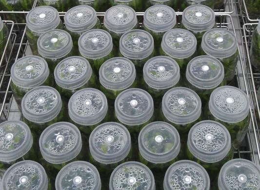 供應(yīng)杭州鐵皮石斛組培苗