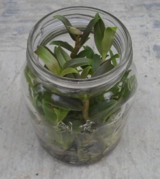 供應鐵皮石斛組培苗/九仙草苗