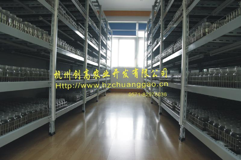 供應(yīng)鐵皮石斛用途