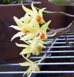 供應(yīng)杭州鐵皮石斛花茶，杭州鐵皮石斛花茶價格，杭州鐵皮石斛花茶供應(yīng)
