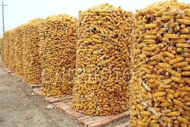 供應(yīng)唯佳圈玉米網(wǎng)荷蘭網(wǎng)