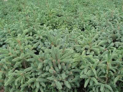 供應云杉甘肅云杉50之500公分以上云杉