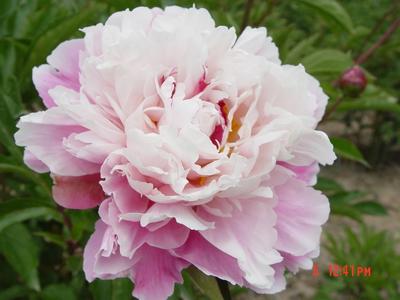 預(yù)售秋季栽植的甘肅特色花卉“抗寒的紫斑牡丹、芍藥、大麗花”