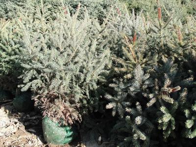 供應甘肅一級云杉、甘肅最美云杉、價格*云杉