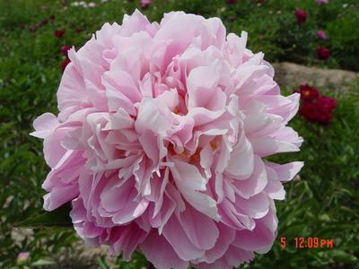 預(yù)售秋季栽植的甘肅特色花卉“抗寒的紫斑牡丹、芍藥、大麗花”