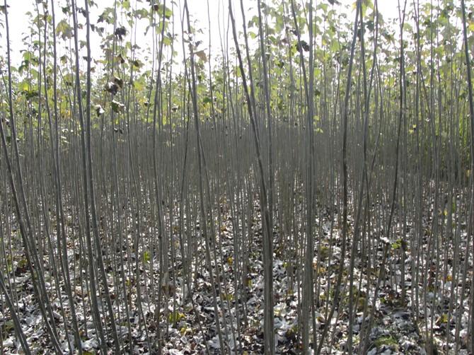 大量供應(yīng)甘肅一根一桿新疆楊