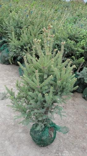 大量供應(yīng)甘肅青仟大云杉、小云杉、最給力云杉