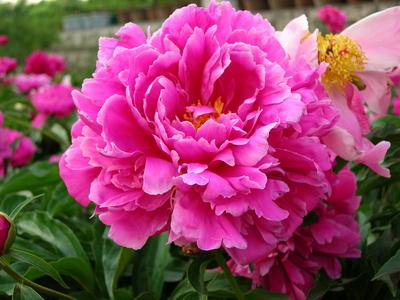 預(yù)售秋季栽植的甘肅特色花卉“抗寒的紫斑牡丹、芍藥、大麗花”