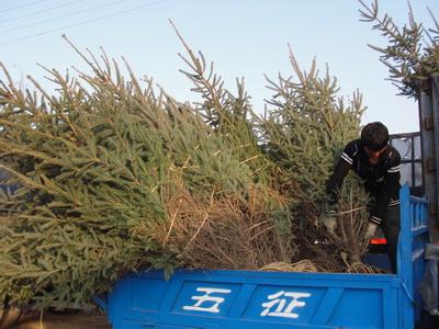 供應道路綠化苗木甘肅云杉