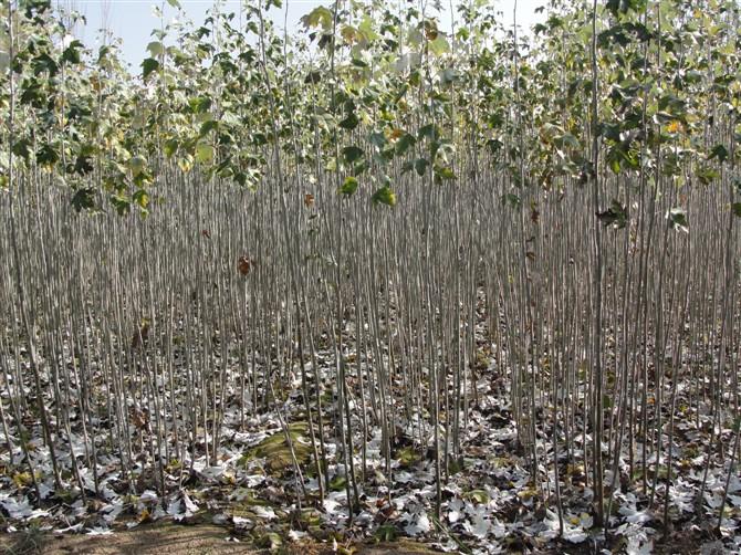 大量供應甘肅的新疆楊