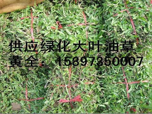 供应长沙马尼拉草坪养护【长沙马尼拉草皮价格】【供应长沙马尼拉草】