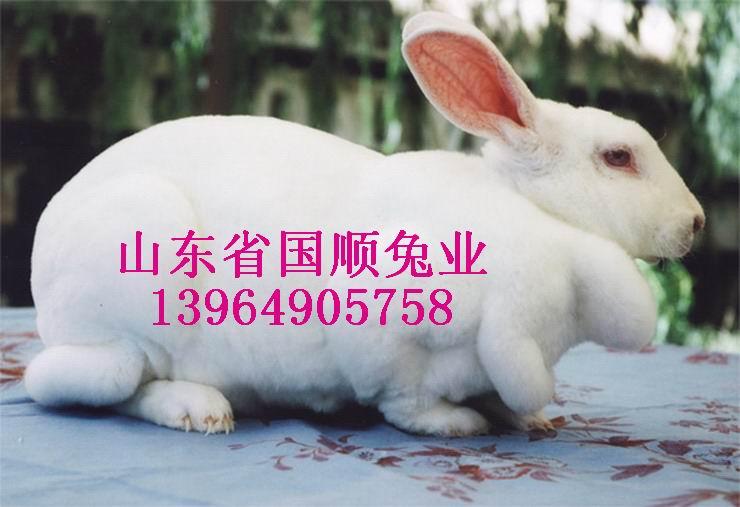 最貴的獺兔品種圖片