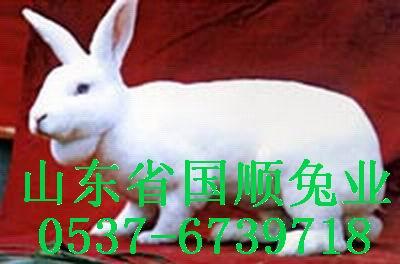 供應(yīng)*出售的獺兔種兔
