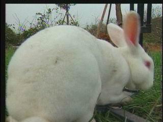 鶴壁獺兔養(yǎng)殖圖片