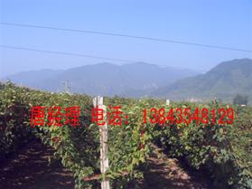 供應(yīng)北五味子鮮果 五味子果實(shí)