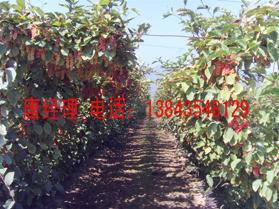 供應(yīng)北五味子鮮果 五味子果實(shí)