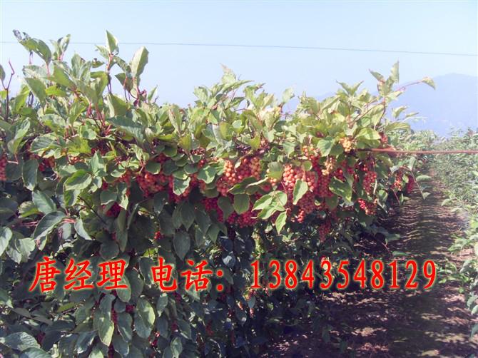 供應(yīng)北五味子鮮果 五味子果實(shí)