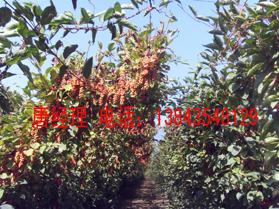 供應(yīng)北五味子鮮果 五味子果實(shí)