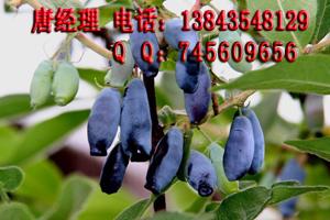 供應(yīng)藍(lán)靛果苗藍(lán)果忍冬苗藍(lán)靛果忍冬苗