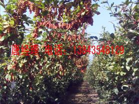 長白山優(yōu)質(zhì)五味子苗（大紅袍）長白山優(yōu)質(zhì)五味子苗大紅袍