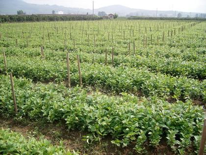 長白山優(yōu)質(zhì)五味子苗（大紅袍）長白山優(yōu)質(zhì)五味子苗大紅袍