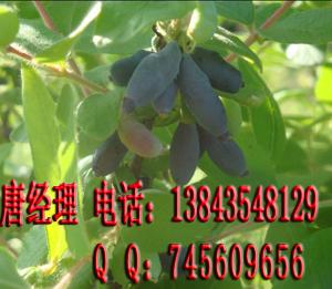 供應(yīng)藍(lán)靛果苗藍(lán)果忍冬苗藍(lán)靛果忍冬苗