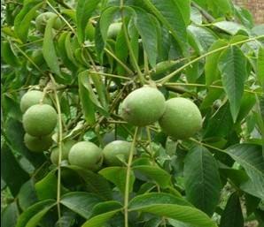 供应四川核桃苗种植基地