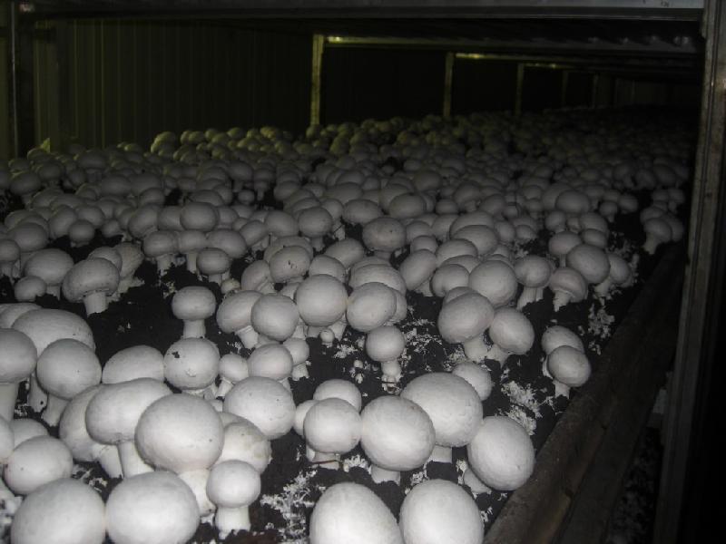 供應(yīng)平菇菌棒