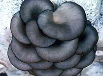 供應(yīng)平菇菌棒