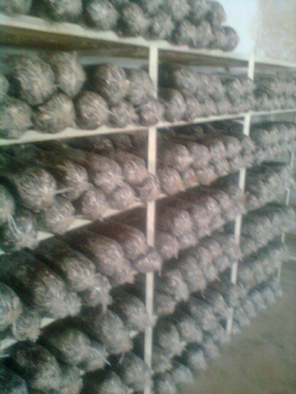 供應(yīng)平菇套環(huán)