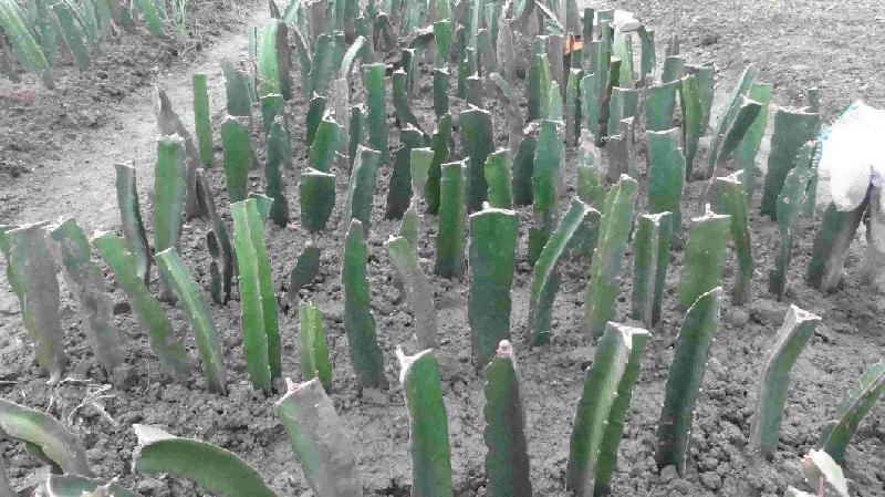 廣西玉林火龍果苗圖片