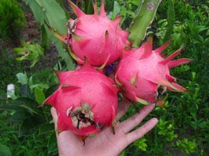 供應(yīng)火龍果美容養(yǎng)顏有苗出售