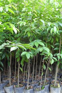 供應(yīng)沉香種植施肥技術(shù)要點(diǎn)？