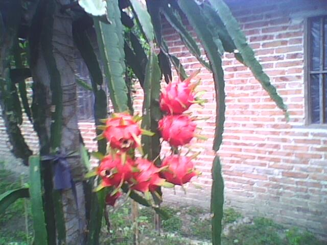 供應(yīng)廣西玉林火龍果苗