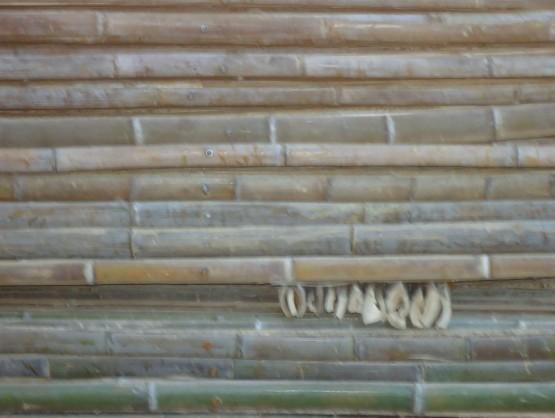 供應湖南衡陽直桿竹銷售，湖南衡陽直桿竹供貨商，湖南衡陽直桿竹廠