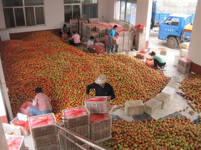 供應(yīng)濰坊西紅柿