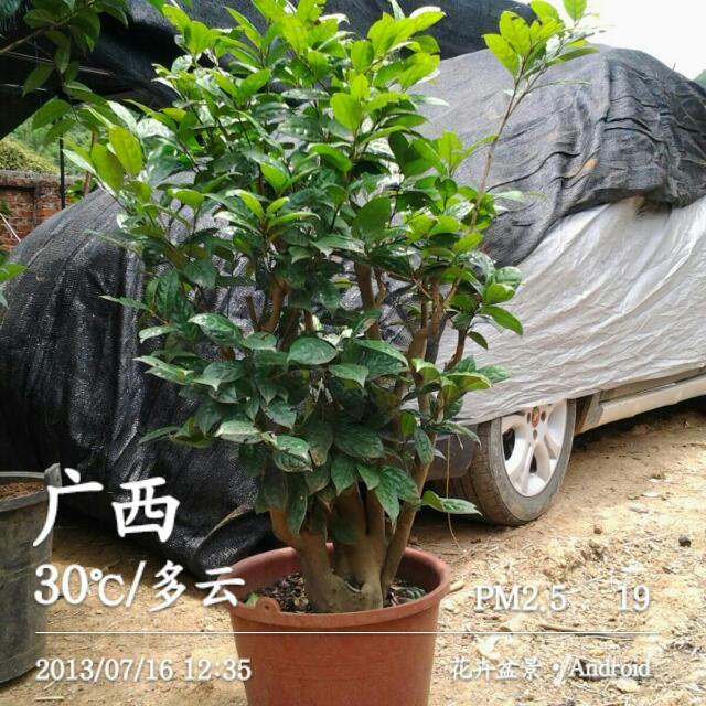 供應(yīng)金花茶/四季金花茶