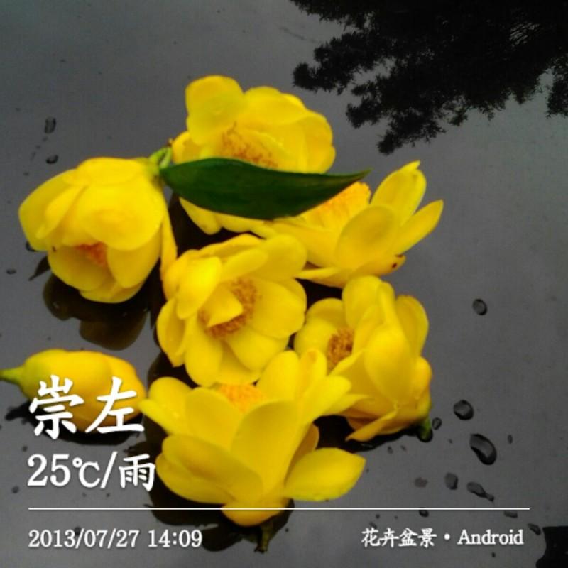 供應(yīng)金花茶/四季金花茶