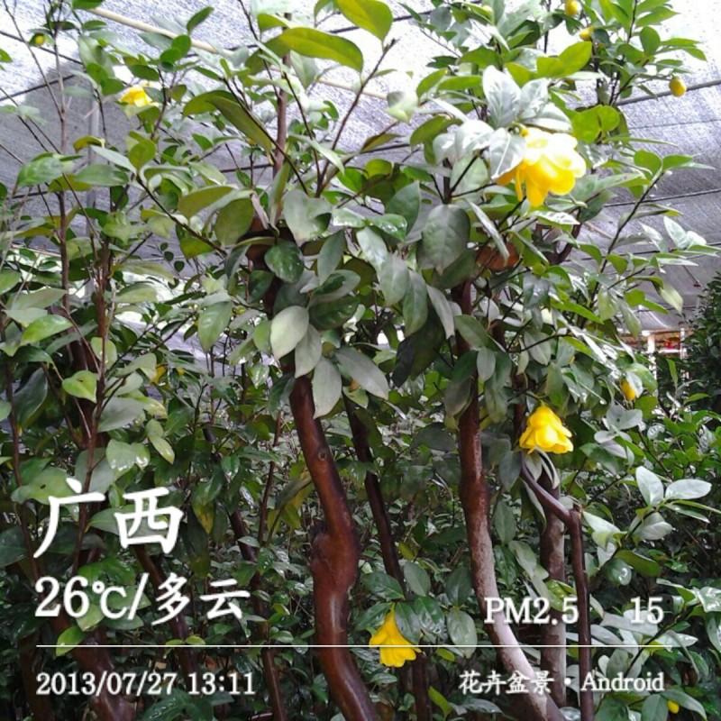 供應(yīng)金花茶皇后