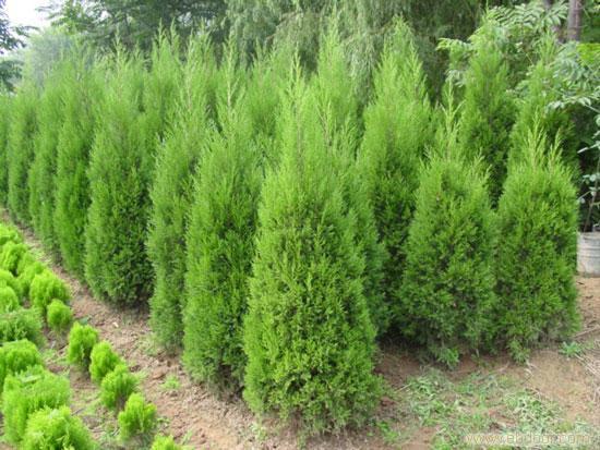 供應(yīng)側(cè)柏價(jià)格，側(cè)柏報(bào)價(jià)，山西側(cè)柏基地，3米5側(cè)柏報(bào)價(jià)