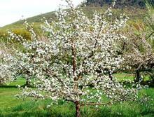 蘋果樹圖片圖片