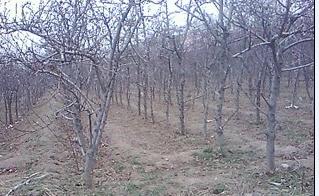 山杏基地圖片/山杏基地樣板圖 (2)