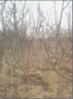 核桃樹價格圖片