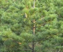 2012年白皮松圖片