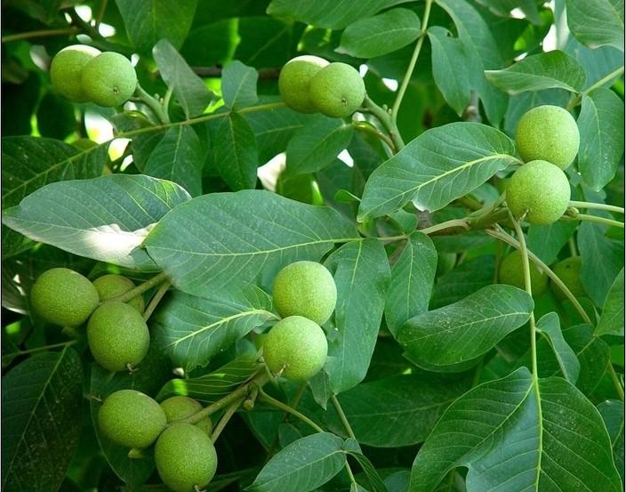 山西核桃樹價(jià)格圖片