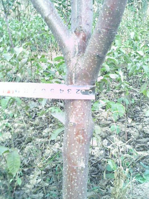 山西3公分蘋果樹價格圖片