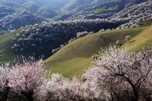 山西山杏圖片/山西山杏樣板圖 (2)