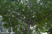 核桃樹供應(yīng)圖片