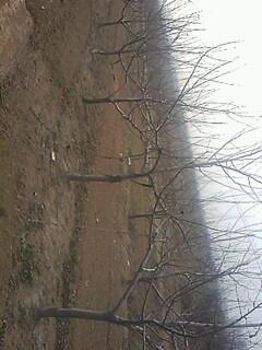 蘋(píng)果樹(shù)價(jià)格圖片/蘋(píng)果樹(shù)價(jià)格樣板圖 (2)