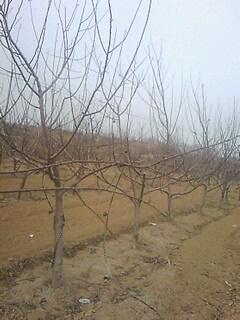 蘋果樹基地圖片